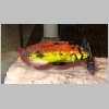 Astatotilapia aeneocoler belly Yellow ( Edwardsee )