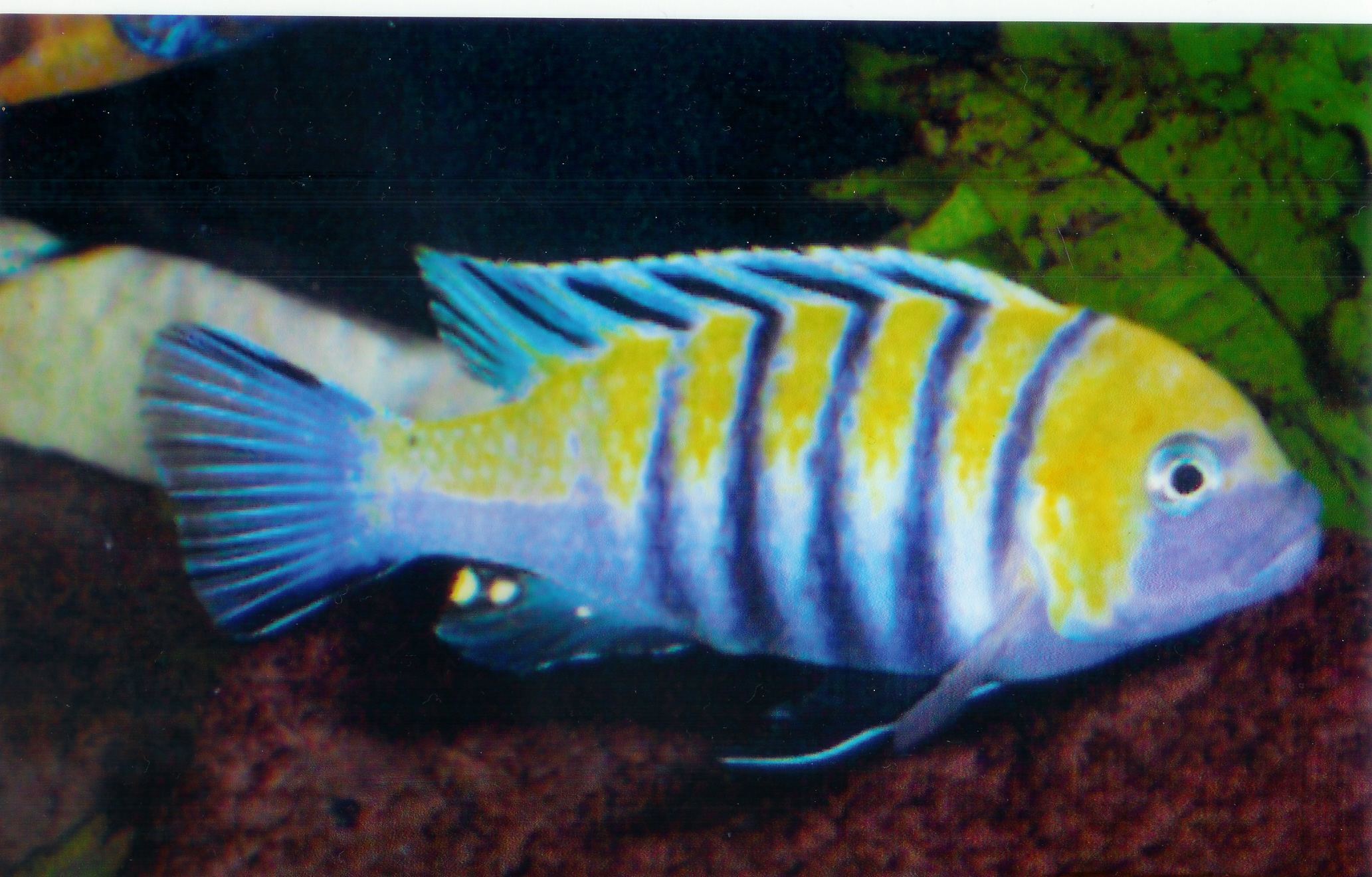 Cynotilapia Afra Cobue